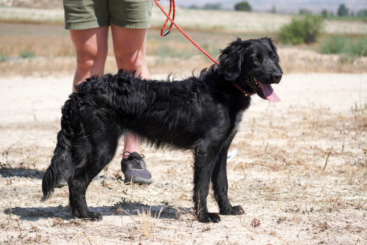 Tess flat coat retriever dog