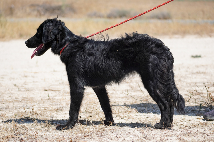 Tess flat coat retriever dog