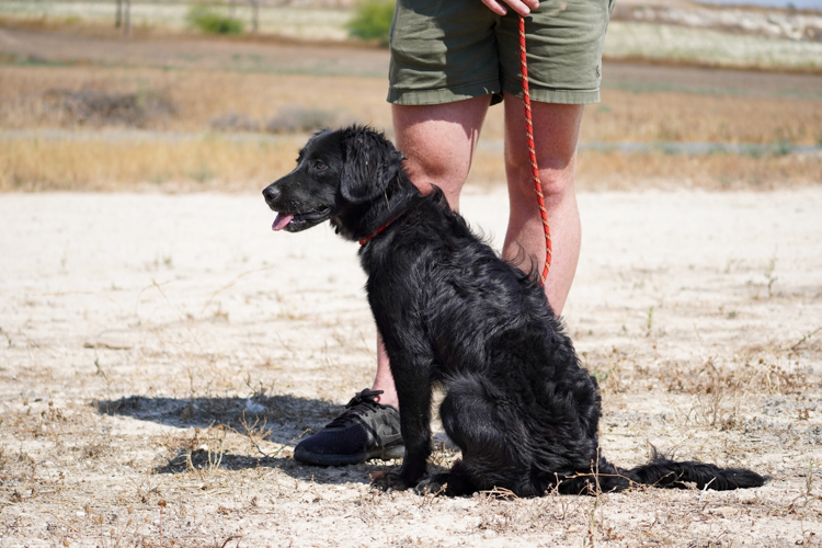 Tess flat coat retriever dog