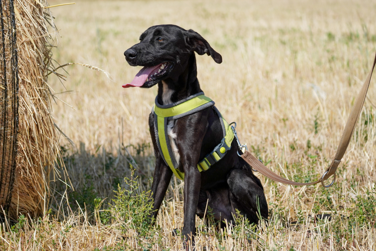 Finn cross dog