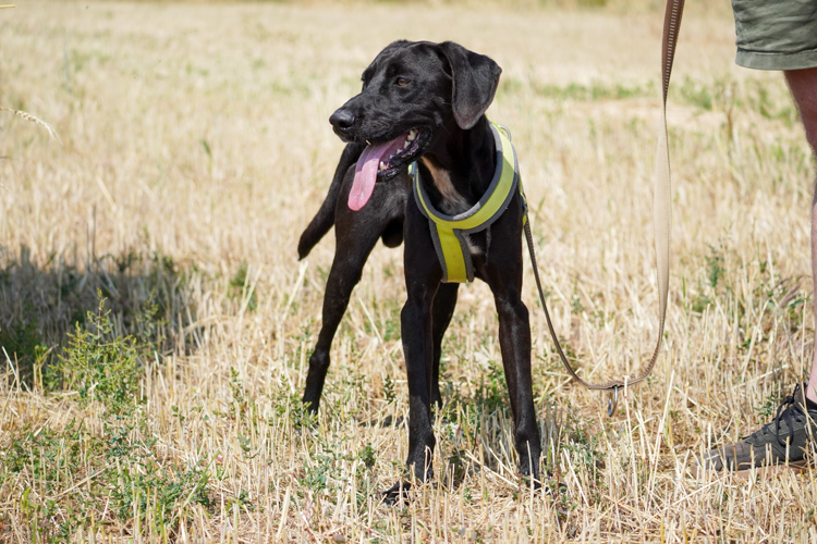 Finn cross dog