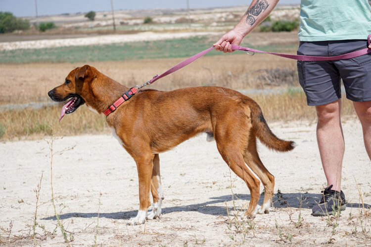 Shaq ridgeback cross dog