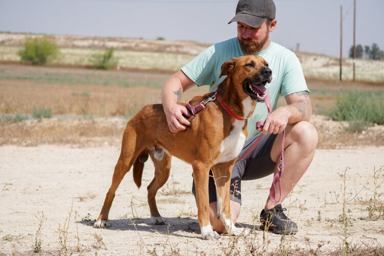 Shaq ridgeback cross dog