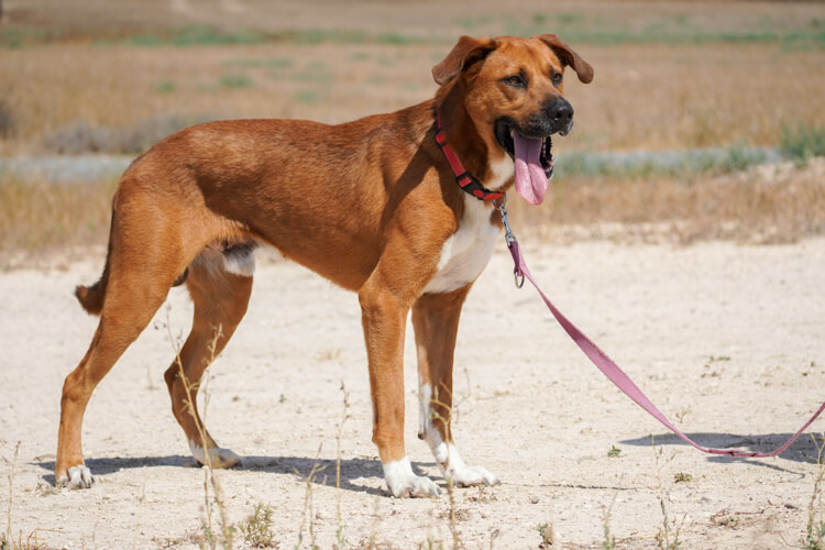 Shaq ridgeback cross dog