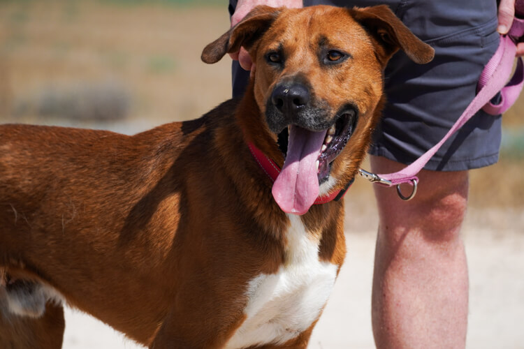 Shaq ridgeback cross dog