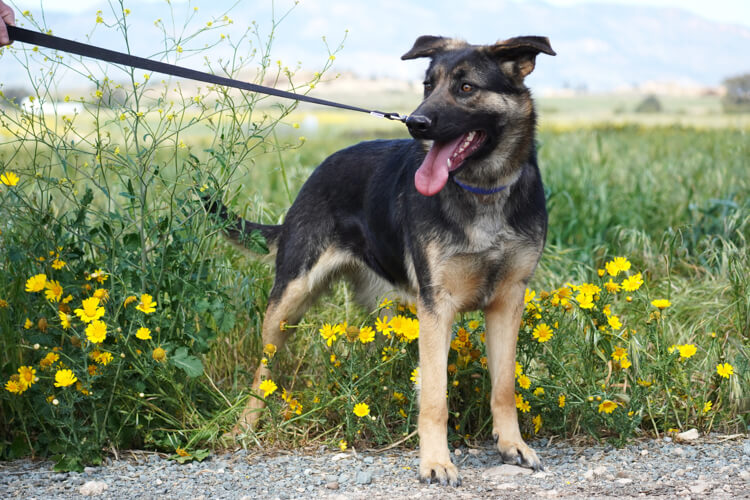 Bell german shepherd dog