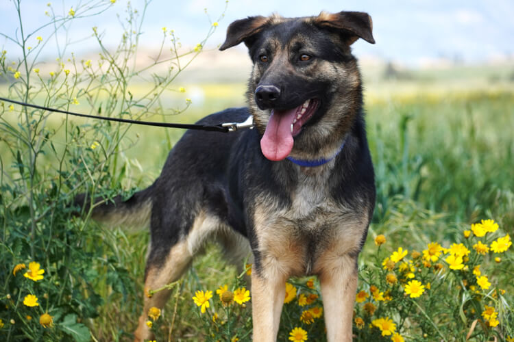 Bell german shepherd dog