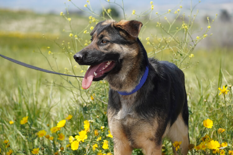 Bell german shepherd dog