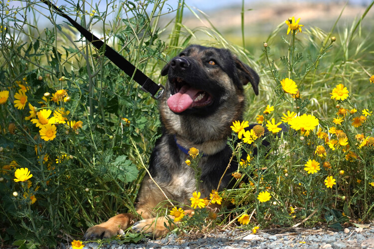 Bell german shepherd dog