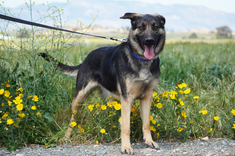 Bell german shepherd dog